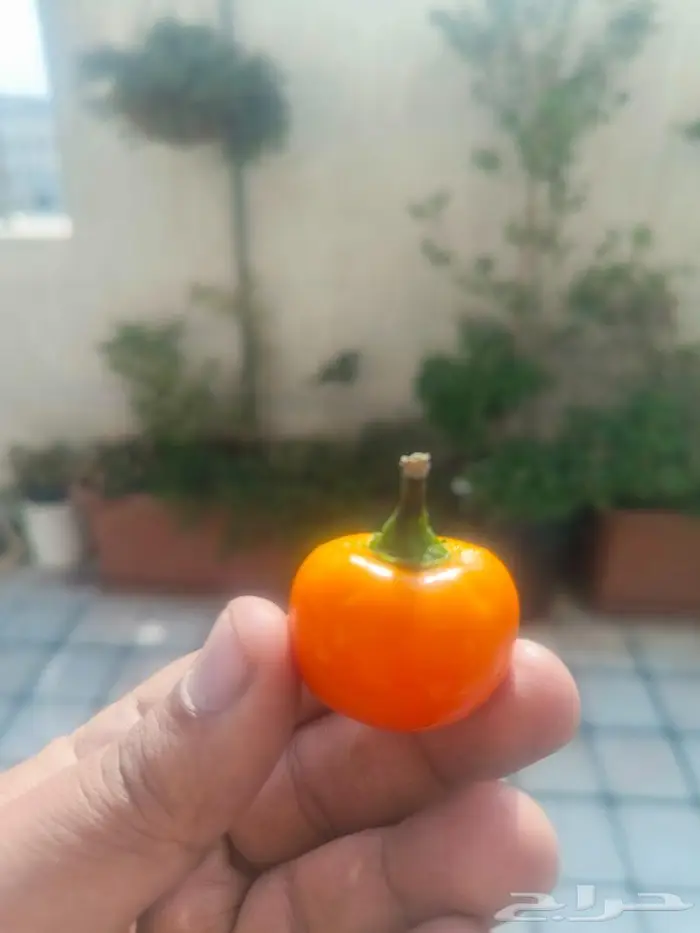 بذور فلفل كرزي برتقالي 0