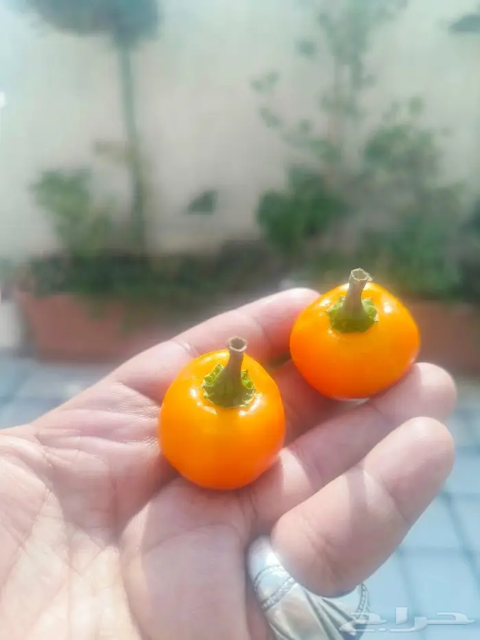بذور فلفل كرزي برتقالي 1