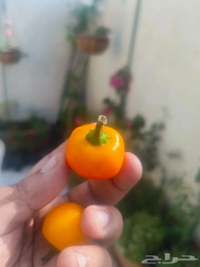 بذور فلفل كرزي برتقالي 3