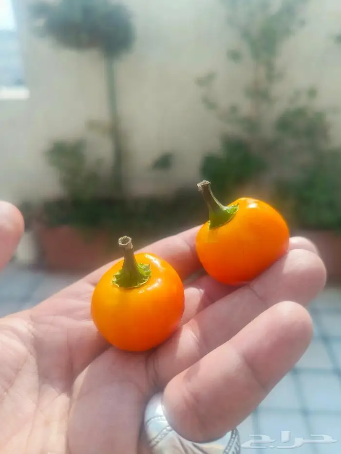 بذور فلفل كرزي برتقالي 2