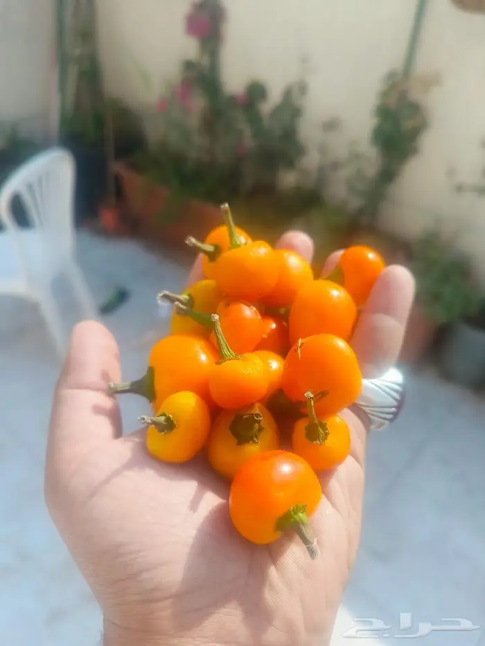بذور فلفل كرزي برتقالي 4