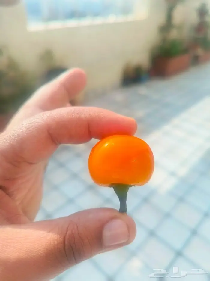 بذور فلفل كرزي برتقالي 6