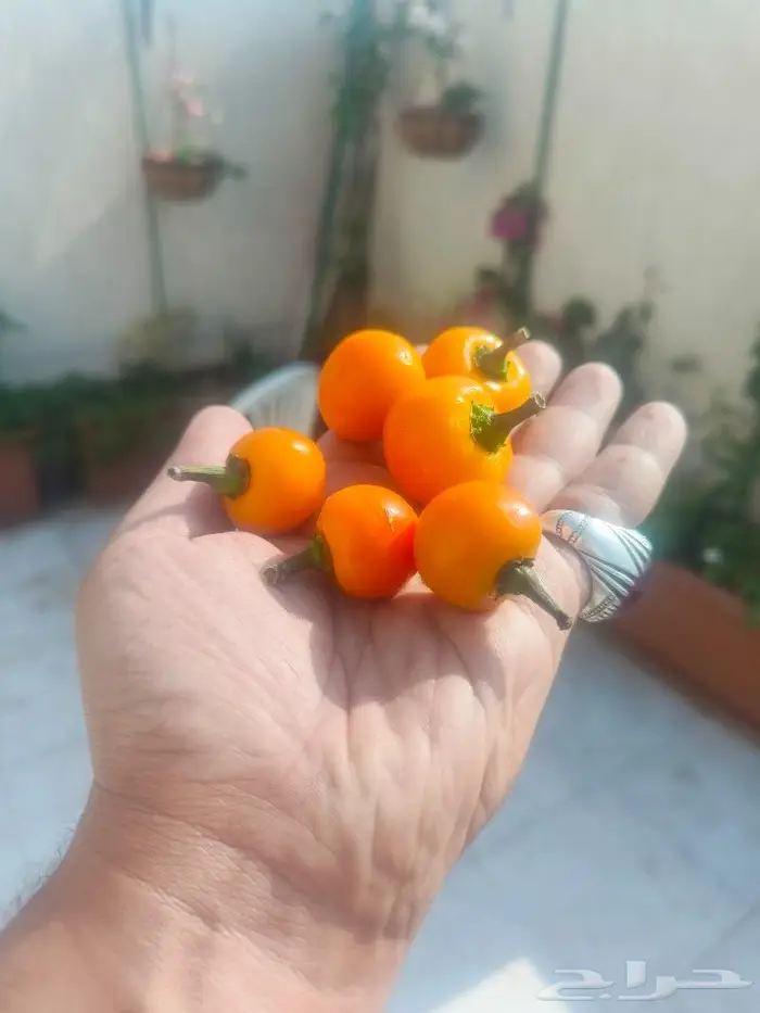 بذور فلفل كرزي برتقالي 7
