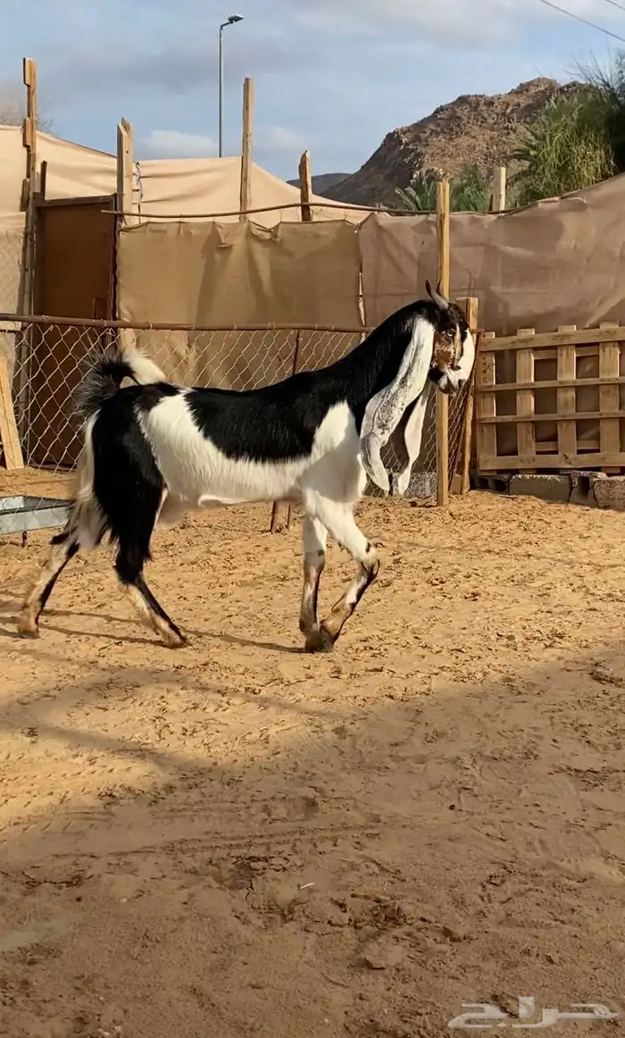 بكر دافع فاخره ( تم البيع ) 2