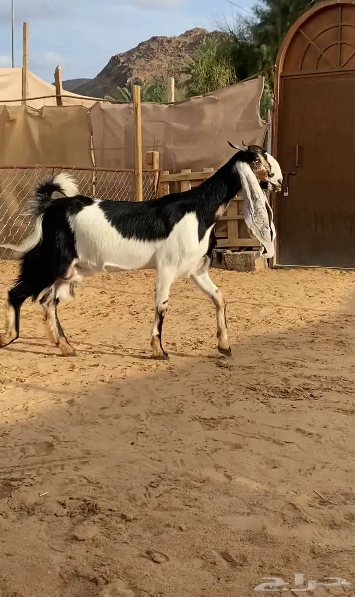 بكر دافع فاخره ( تم البيع ) 1