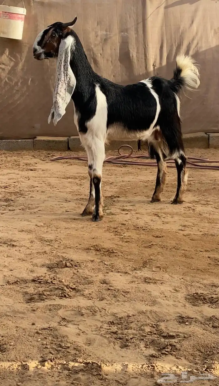بكر دافع فاخره ( تم البيع ) 3