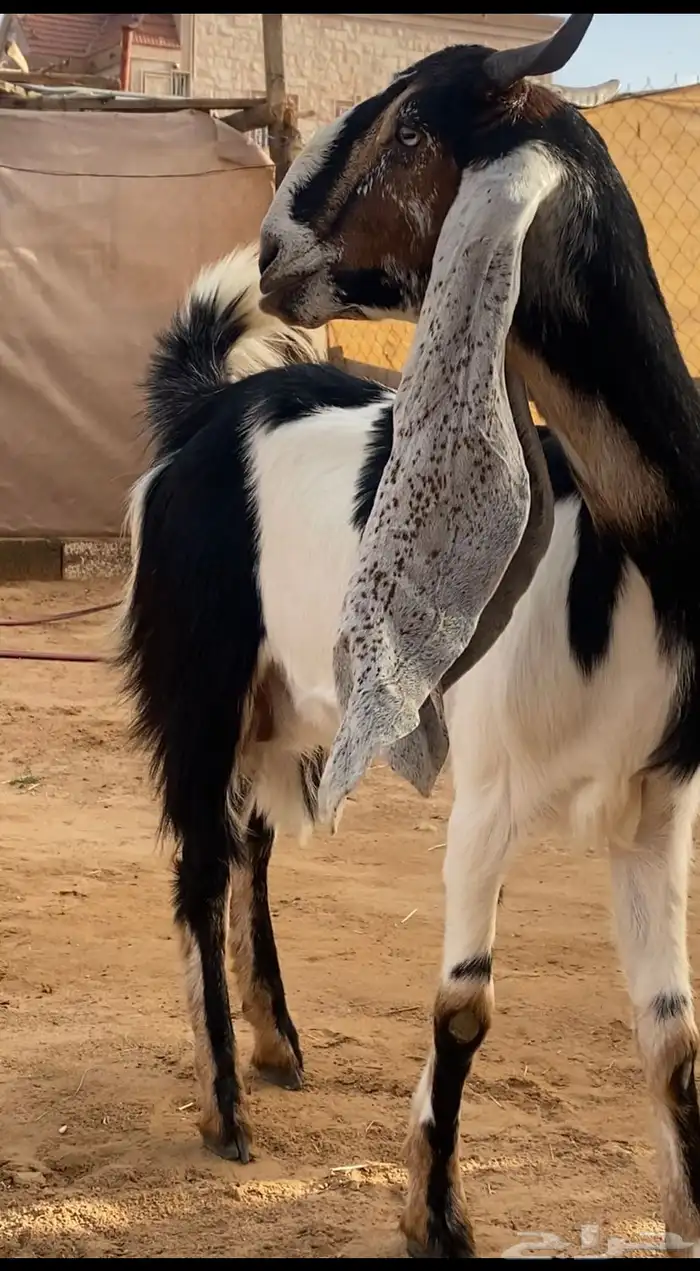 بكر دافع فاخره ( تم البيع ) 0