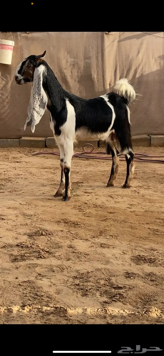 بكر دافع فاخره ( تم البيع ) 4