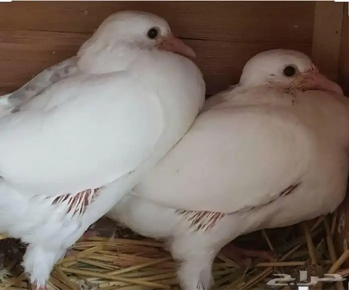 للبيع زغليل فرنسي 8