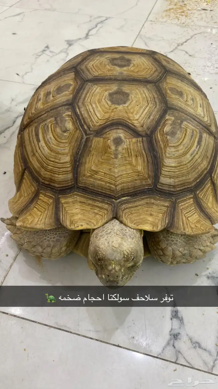 سلاحف سولكتا احجام صخمه 0