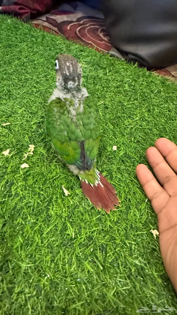 فروخ ببغاء كنيور لهواة التربية والعدد 2