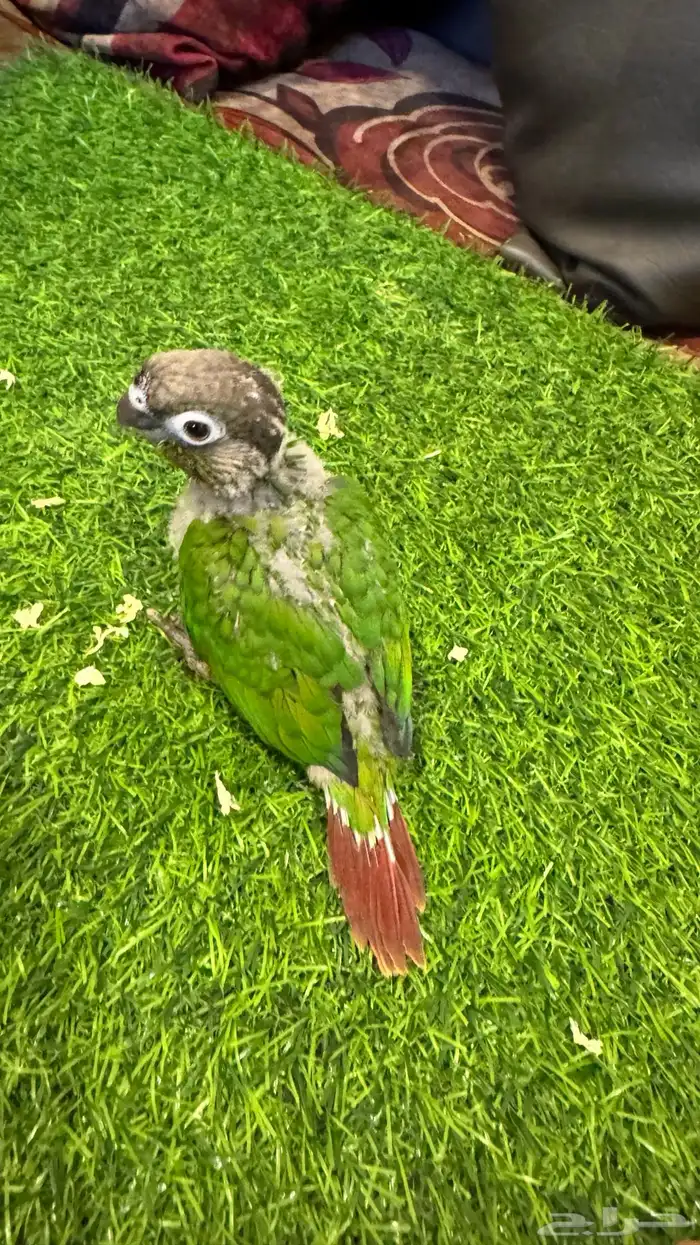 فروخ ببغاء كنيور لهواة التربية والعدد 3