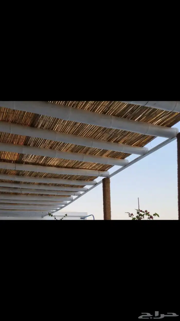 خيزران حسير- بامبو قصب 9