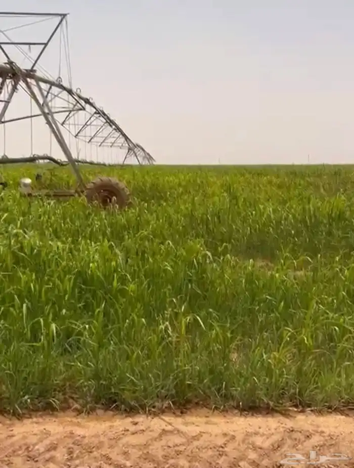 ثيل طبيعي 0