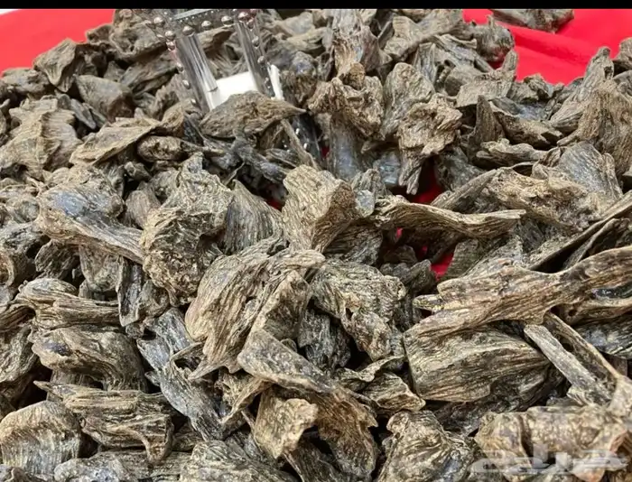 عود كلمنتان مالينو زواجات ومناسبات فاخر جدا 2