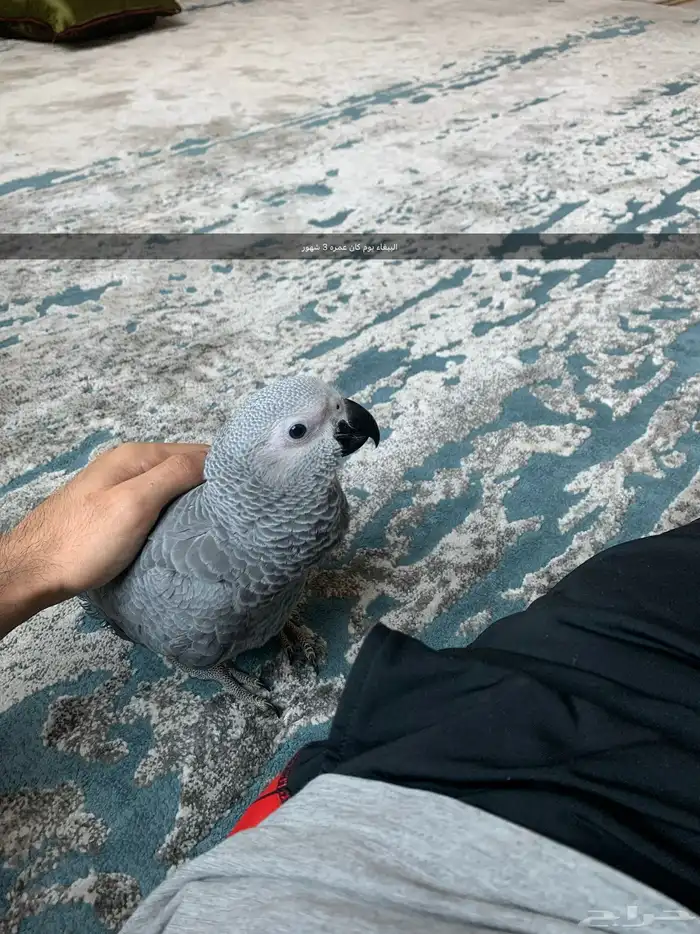 كاسكو انتاج محلي متكلم وأليف 2