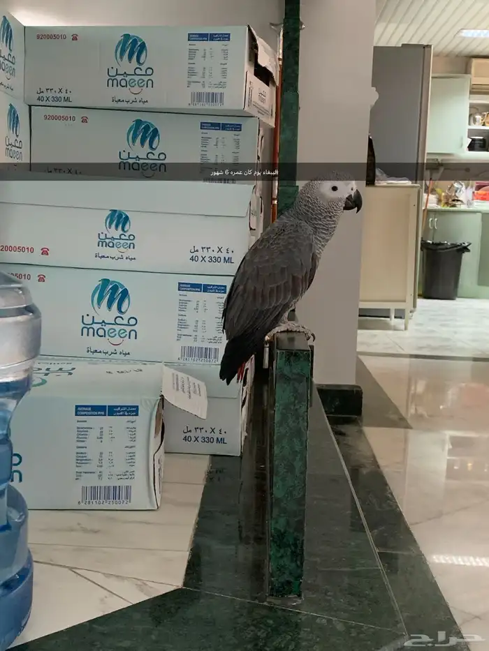 كاسكو انتاج محلي متكلم وأليف 3