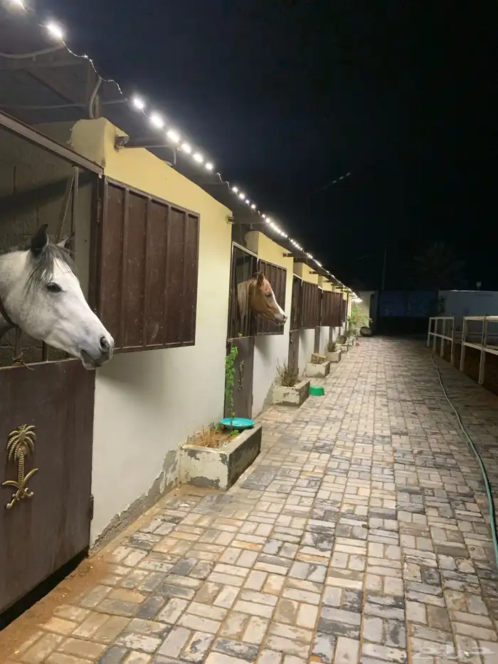 ايواء خيل في منتجع ديراب 0