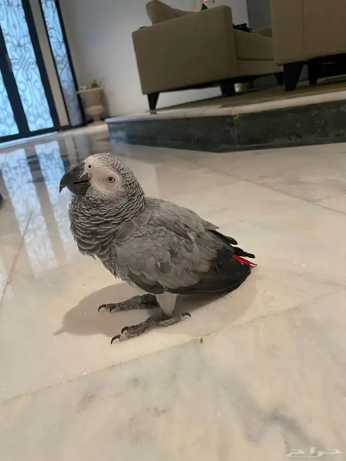 كاسكو انتاج محلي متكلم وأليف 1