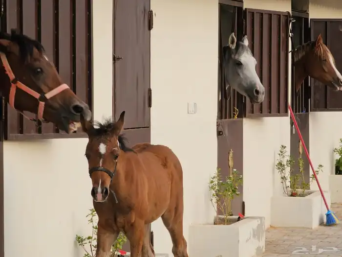 ايواء خيل في منتجع ديراب 2
