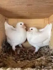 للبيع زغليل فرنسي 9