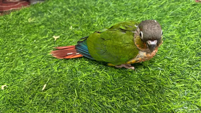 فروخ ببغاء كنيور لهواة التربية والعدد 0