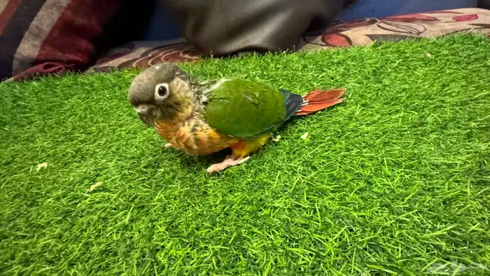 فروخ ببغاء كنيور لهواة التربية والعدد 1