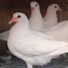 للبيع زغليل فرنسي 6