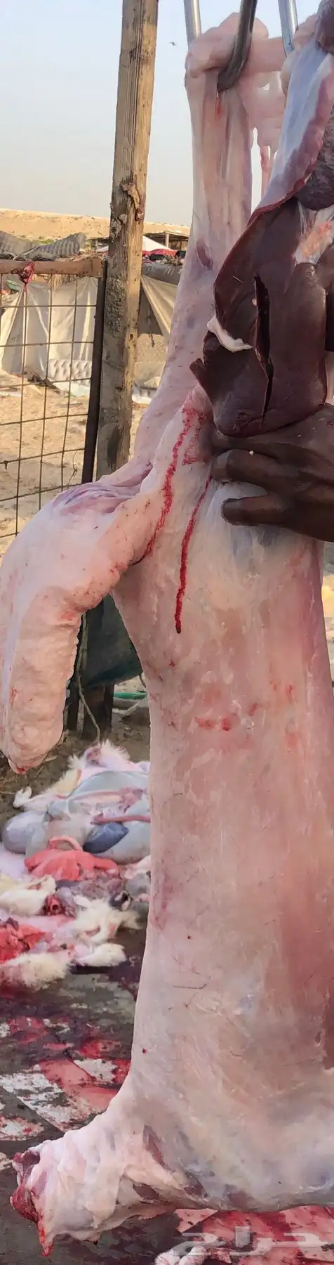 ذبايح سواكن للبيع 2