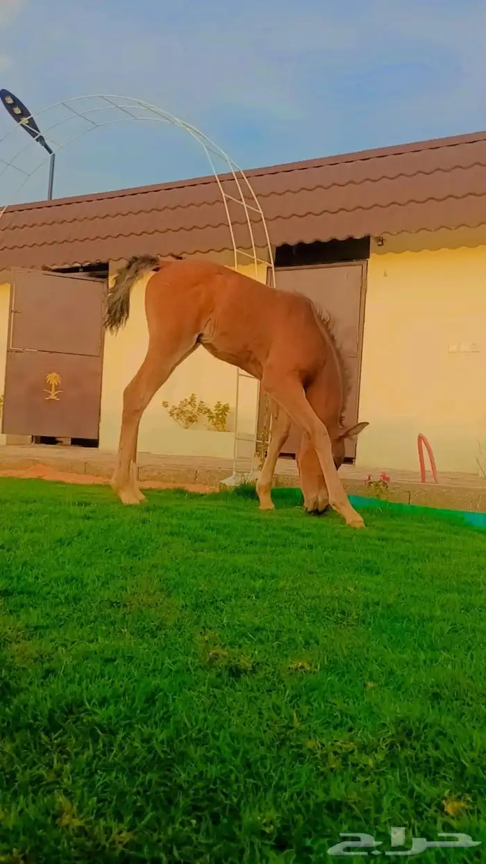 ايواء خيل في منتجع ديراب 3