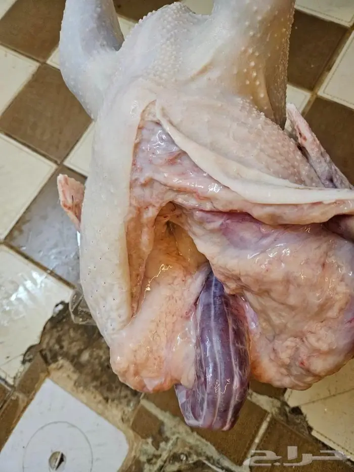 ديك رومي ذبح من 5 الى 7 كيلو 0