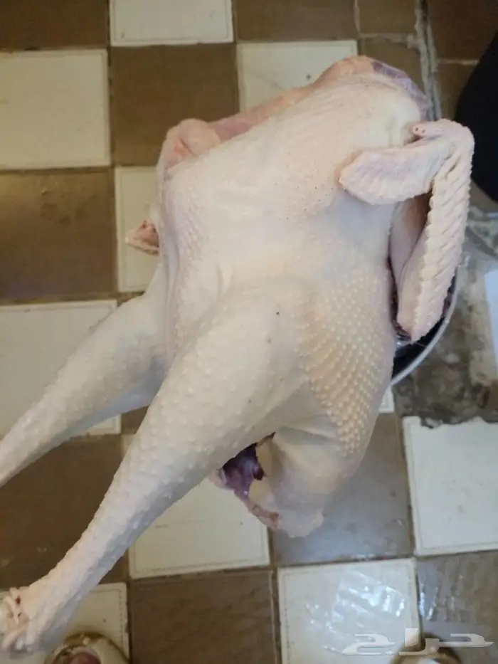 ديك رومي ذبح من 5 الى 7 كيلو 3