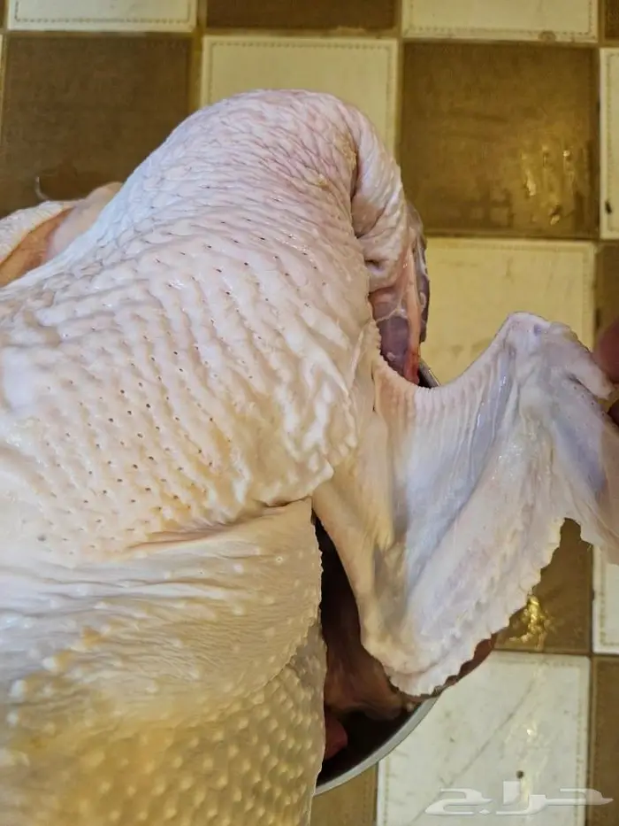 ديك رومي ذبح من 5 الى 7 كيلو 4