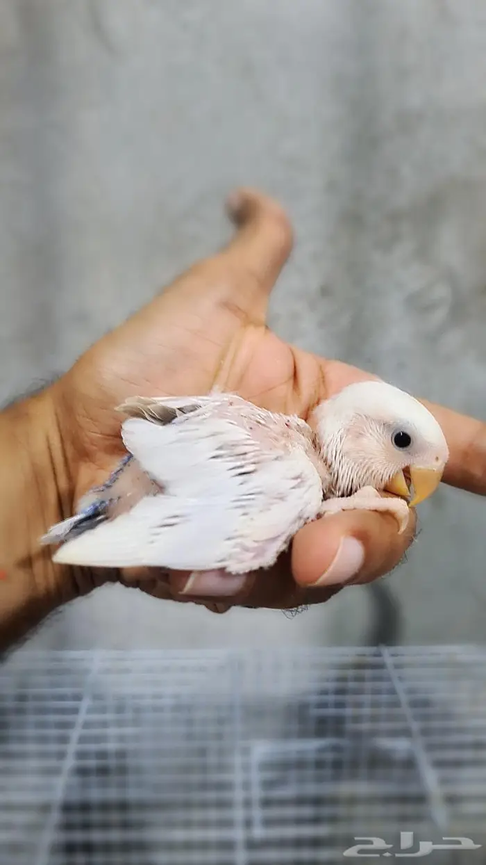 فروخ روز وفشر فواخر 5