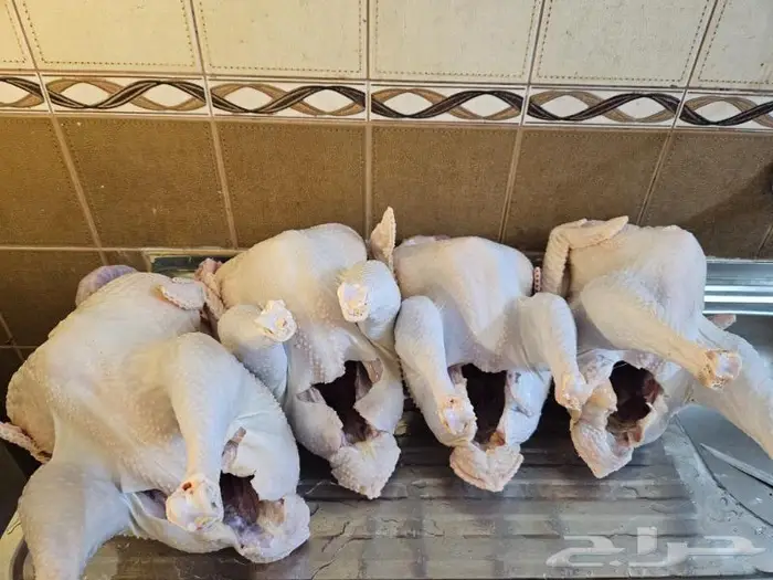 ديك رومي ذبح من 5 الى 7 كيلو 1