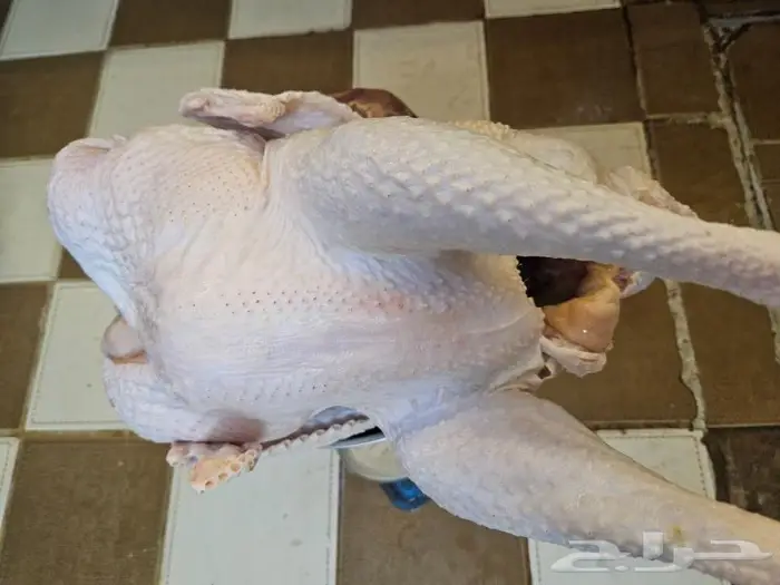 ديك رومي ذبح من 5 الى 7 كيلو 2