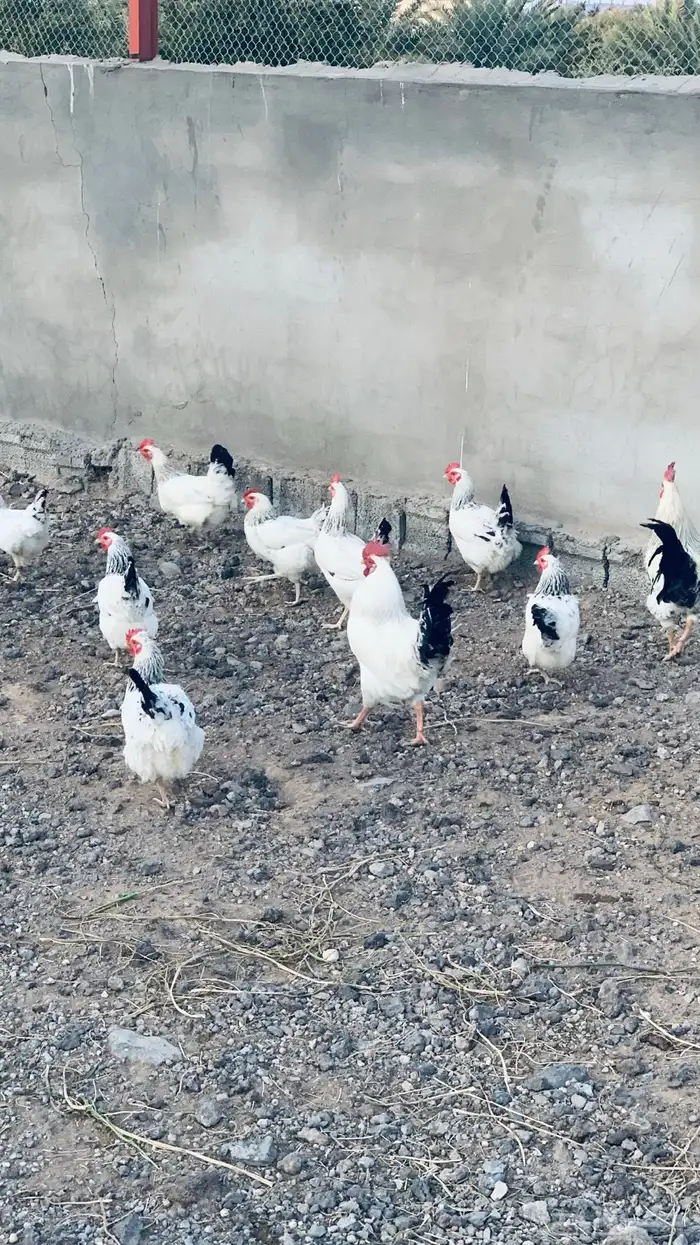 دجاج نوادر فرنسي كولمبي بيور جملة 4