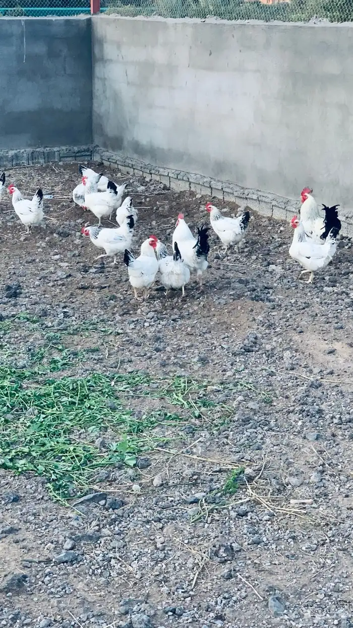 دجاج نوادر فرنسي كولمبي بيور جملة 3