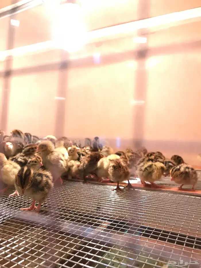 سمان بياض 10