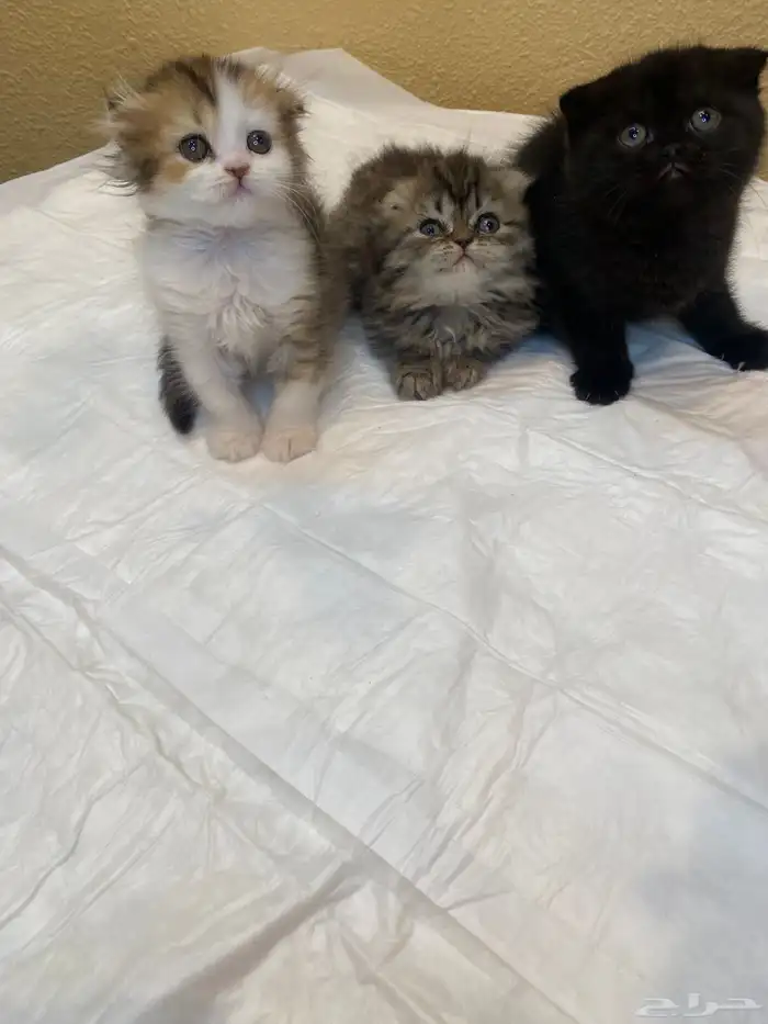 قطط سكوتش حيوانات 1