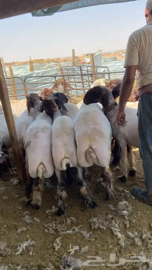ورشة قصص غنم مكينه 5