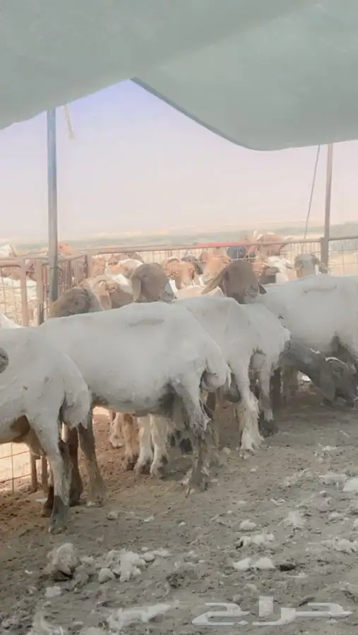 ورشة قصص غنم مكينه 0