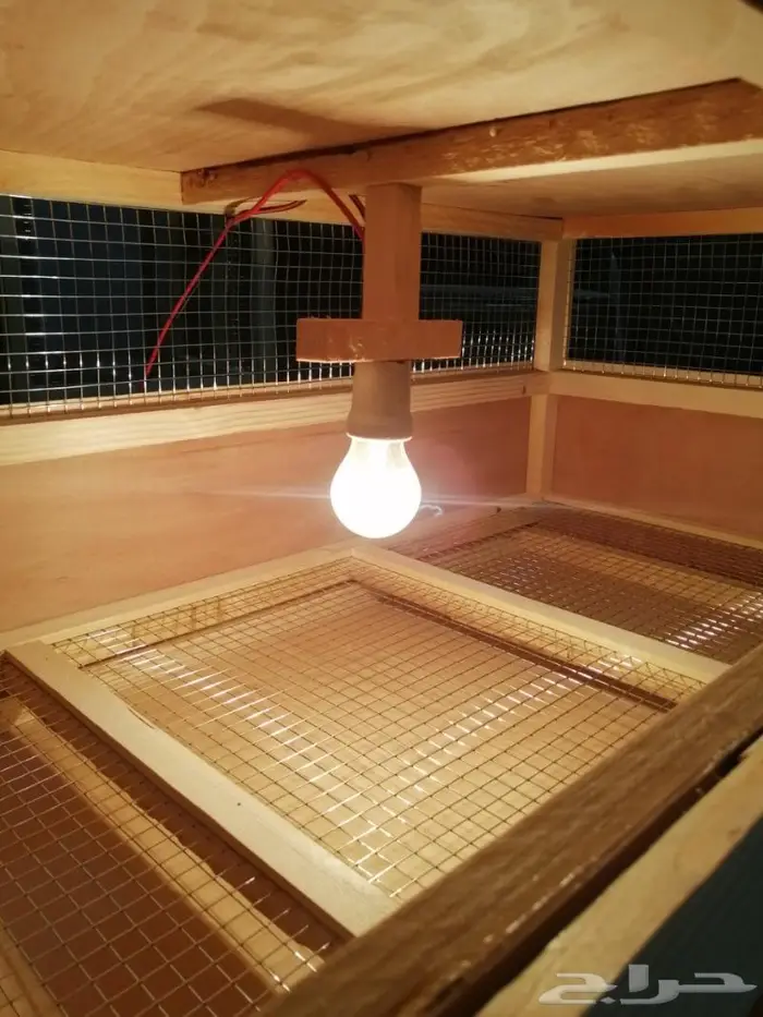 حظانة صوص إنتاج دواجن 8