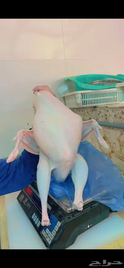 ديوك رومي مذبوح 1