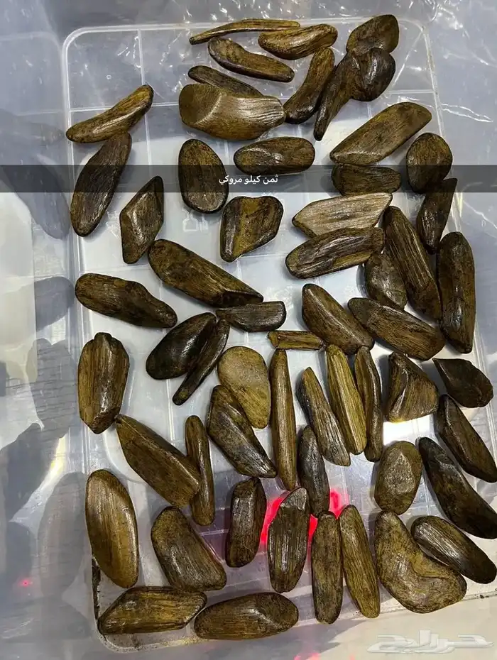 عود مروكي محسن 1