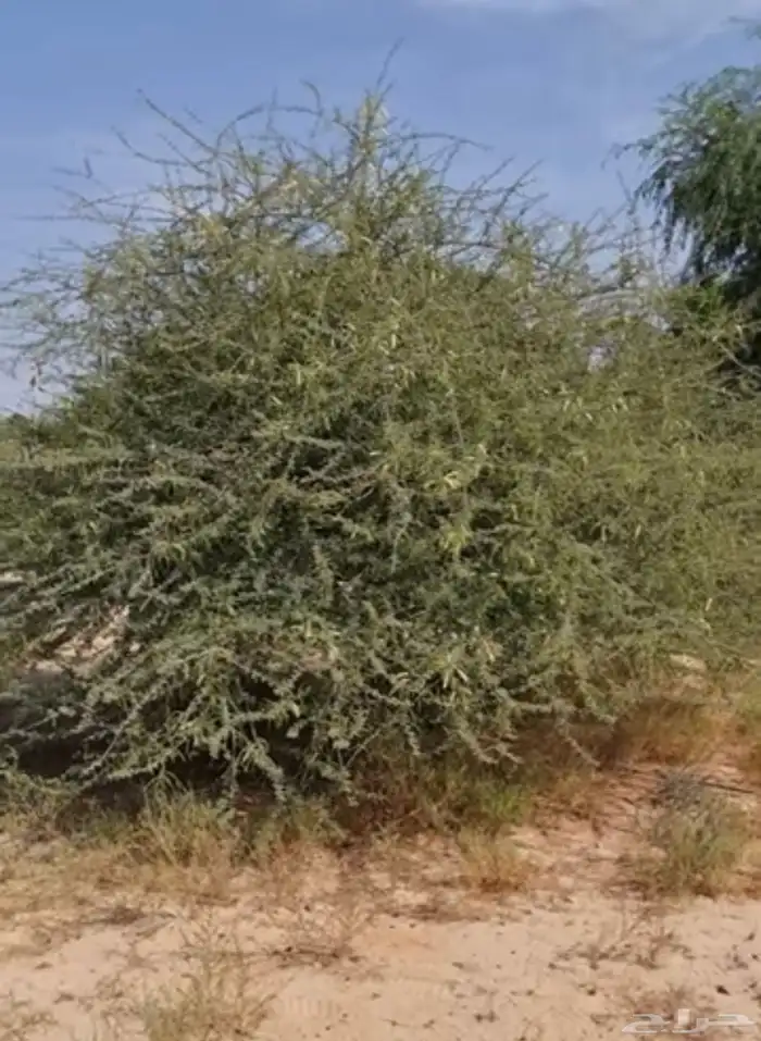 طلح طائفي 0