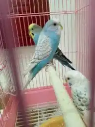 بادجي روز كناري كوكتيل فيشر زيبرا حمام يمام سمان دجاج ديك 1