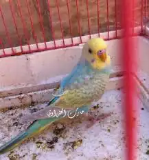 بادجي روز كناري كوكتيل فيشر زيبرا حمام يمام سمان دجاج ديك 3