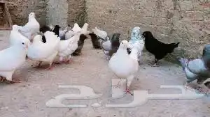 بادجي روز كناري كوكتيل فيشر زيبرا حمام يمام سمان دجاج ديك 4