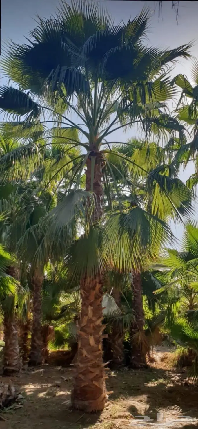 نخل واشنطني زينه 7